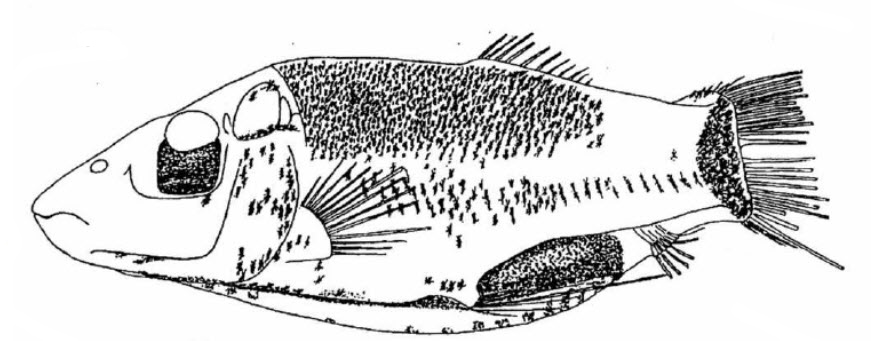 Opisthoproctus soleatus_01.jpg